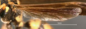 Media type: image;   Entomology 33143 Aspect: Wing hind